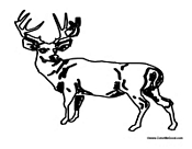Adult Deer 2
