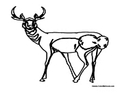 Deer with Bushy Tail