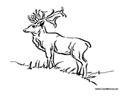 Deer on the Hill