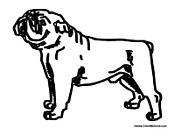 Bull Dog Standing