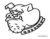 Bull Dog with Spikes