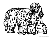 Very Hairy Dog Family