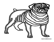 Pug Dog