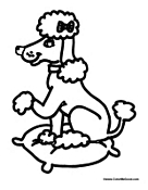 Poodle on a Pillow