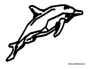 Dolphin Jumping in the Air