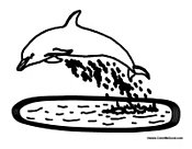 Beautiful Dolphin in Water