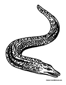Huge Eel