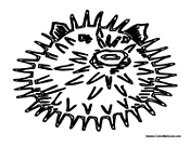 Puffer Fish