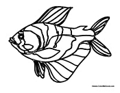 Fish with Many Colors