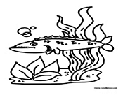 Long Fish in Habitat