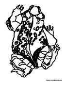 Frog From the Top