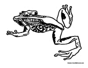 Frog Science Project