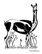 Adult Gazelle in Habitat