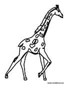 Giraffe Walking