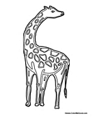 Adult Giraffe 3