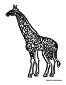 Adult Giraffe