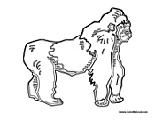 Gorilla Standing on all Fours