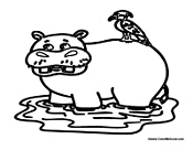 Hippopotamus with Bird