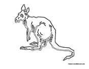 Adult Kangaroo