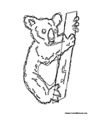 Koala Bear on Tree