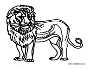 Adult Lion