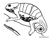 Chameleon Lizard