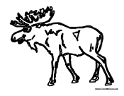 Moose Walking