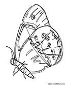 Large Moth