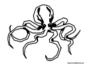 Adult Octopus