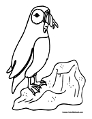 Puffin Standing on Rock