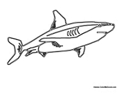 Large Great White Shark