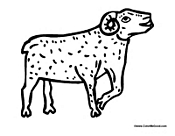 Adult Sheep