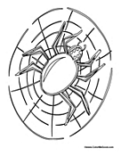Spider on Web