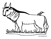 Wildebeest Coloring Page 1