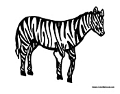 Adult Zebra