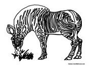 Zebra Eating Grass