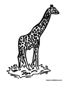 African Giraffe