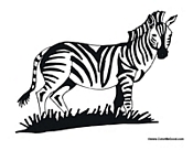 African Zebra