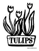 Holland Tulips