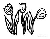 Tulip Flowers