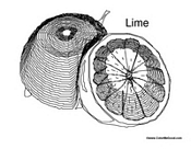 Lime