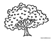 Beautiful Apple Tree