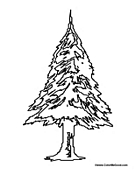 Fir Tree