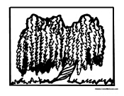 Weeping Willow Tree