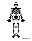 Basic Skeleton Parts to Color