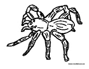 Tarantula Spider
