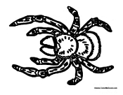 Tarantula Spider