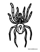 Spider Crawling