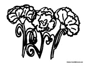 Carnation Flowers