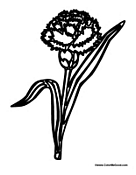 Carnation Flower